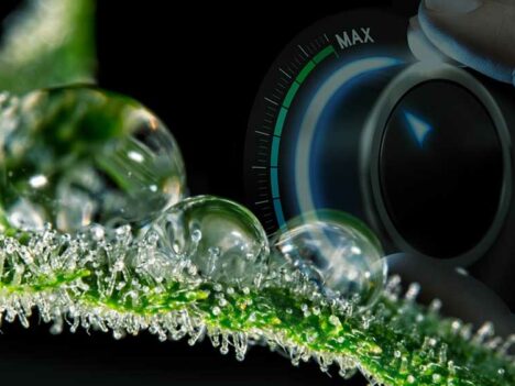 How to Increase Trichome Production?