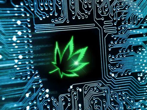 Report expects jobs in U.S. pot industry to outnumber computer programmers this year