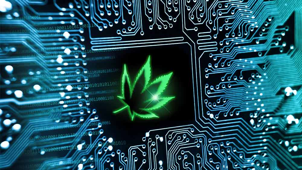Cannabis leaf in the middle of a microchip