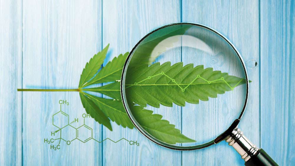 Cannabis leaf under a magnifying glass