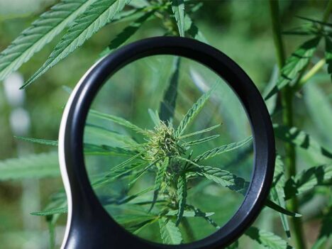 Study finds no detrimental effects of medical marijuana on cognitive function among older patients