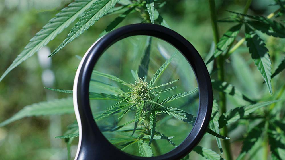 Cannabis under a magnifying glass