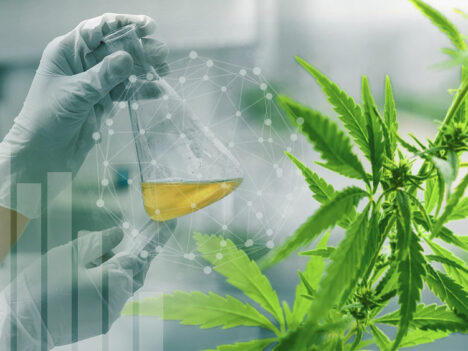 Half of money spent on cannabis research focuses on potential harms of plant