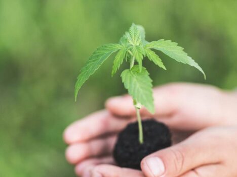 Growing Marijuana From Seed