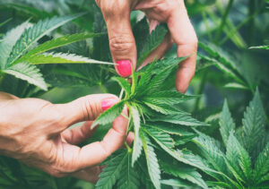 Making Your First Cannabis Purchase? Things to Know