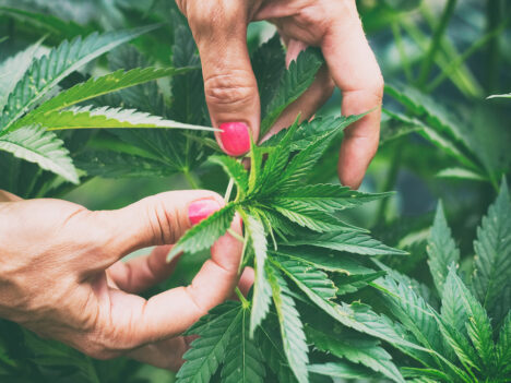 Making Your First Cannabis Purchase? Things to Know