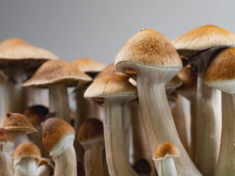 Reasons to Choose Vancouver Magic Mushrooms for Your Psychedelic Adventure