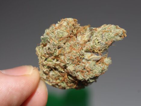 Poochie Love Strain Review: Will This Strain be Your New Companion?