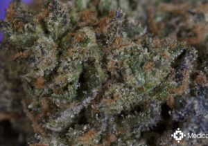 Unravelling the Rich Flavors of the PB Cookies Cannabis Strain