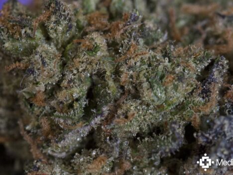 Unravelling the Rich Flavors of the PB Cookies Cannabis Strain