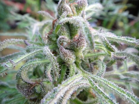 Chill Out with the Cool Vibes of Snowball Weed: A Strain Review