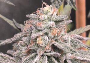 Ice Cap Weed: The Ultimate Cool-Tinged Strain for Connoisseurs