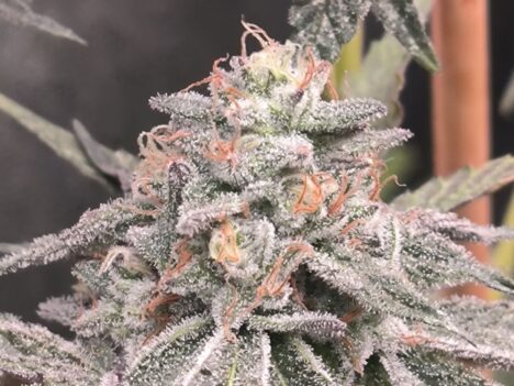 Ice Cap Weed: The Ultimate Cool-Tinged Strain for Connoisseurs