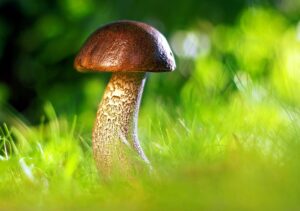 Why Should You Consider Buying Magic Mushrooms From Canada?