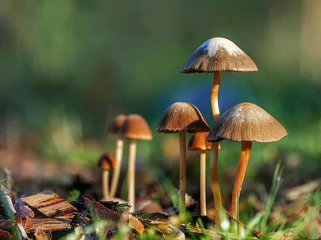 Benefits of Magic Mushrooms: Exploring Their Therapeutic Potential