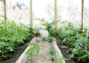 Cannabis Growers In East Africa