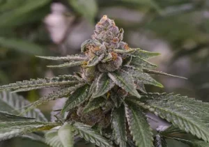 Why Runtz Seeds Took Over the American Cannabis Scene