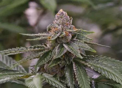 Why Runtz Seeds Took Over the American Cannabis Scene