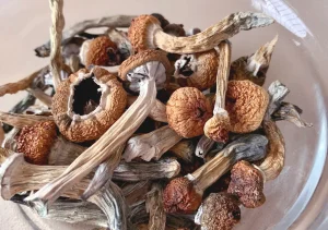 From Ritual to Routine: How People Use Mushrooms and Cannabis for Mindful Living
