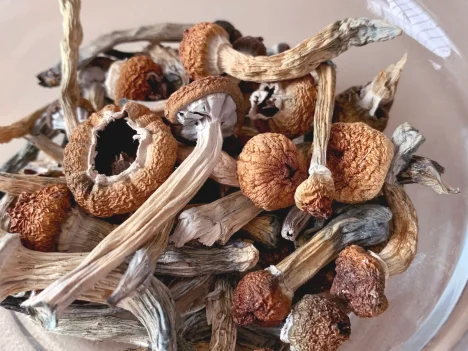 From Ritual to Routine: How People Use Mushrooms and Cannabis for Mindful Living